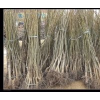 保定市出售核桃苗 柳樹