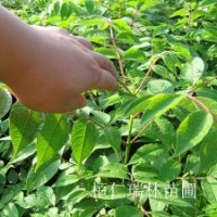 黃菠蘿苗、黃波羅樹苗、黃菠蘿小苗、黃菠蘿種子，黃菠蘿苗價格
