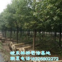 高桿女貞