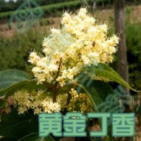 丁香樹 丁香樹苗 耐旱樹種