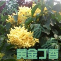 黃花丁香哪里有 暴馬丁香 綠化丁香 丁香樹