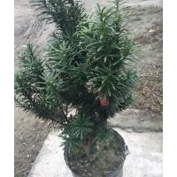 曼地亞紅豆杉杯苗