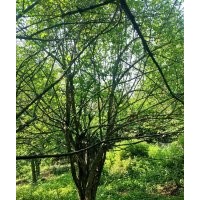 長(zhǎng)期大量供應(yīng)各種規(guī)格山茱萸