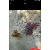 供應(yīng)1公分到1.5公分小紅楓、小雞爪槭用作景觀盆景用苗