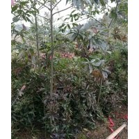 湖南楓香，湖南木荷，湖南杉木，湖南青楓，湖南羅漢松，湖南青錢