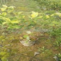 江蘇地區(qū)***的金森女貞種植基地在哪里？
