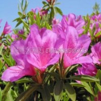 毛鵑產(chǎn)地直銷20-60公分毛鵑苗，物好價廉