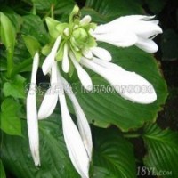 玉簪花多少錢(qián)一株