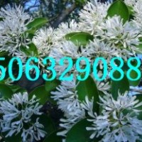 臨沂流蘇苗，山東流蘇苗，流蘇大樹，直桿流蘇苗