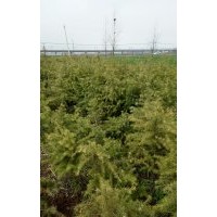 1.5米雪松