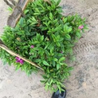 哪里供應(yīng)的毛鵑小苗質(zhì)量好