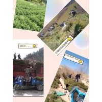 出售云杉.油松.側(cè)柏