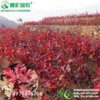 江西綠農(nóng)歐洲紅櫟小苗基地 歐洲紅櫟育苗技術(shù)詳細(xì)介紹 優(yōu)質(zhì)彩葉樹