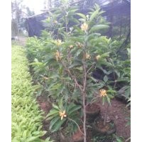 玉蘭花