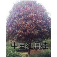 供應(yīng)各種綠化苗木紅繼木、海洞苗等,各種芥木如桂花、天竺桂、銀