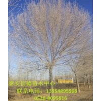 白蠟樹