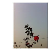 茶花小苗/茶梅小苗15-25公分