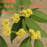 長期供應(yīng)桂花丨桂花價格丨桂花