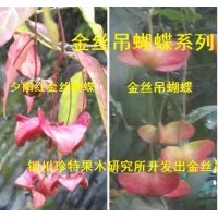 系列金絲吊蝴蝶、冬紅黃楊接穗及苗木預(yù)定