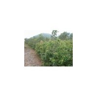木荷小苗/造林小苗