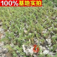 大量供應(yīng) 地柏 鋪地柏又名爬地柏