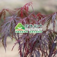石榴羽毛楓