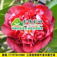 午夜魔幻茶花 茶花小苗嫁接苗 彩葉苗各種綠化苗木供應(yīng)