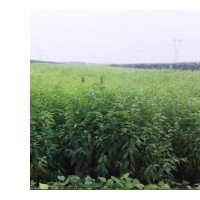 山桃稠李苗，山桃稠李小苗，山桃稠李樹(shù)苗，山桃稠李苗基地，價(jià)格