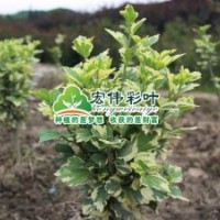 歐洲花葉木槿彩葉苗綠化苗木長(zhǎng)期供應(yīng)