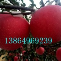 矮化蘋果苗，m26矮化苗，m9t337自根砧繁育技術(shù)