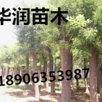 甘肅6公分國槐價格，6公分國槐供應商華潤苗木基地