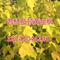普林斯頓黃金楓小苗接穗
