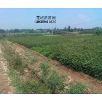 出售花椒苗 杜梨苗 海棠苗 核桃苗