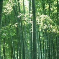 供應毛竹 毛竹樹苗 竹柳 竹柳樹苗 麻竹 麻竹樹苗