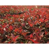 低價(jià)直銷紅葉石楠苗