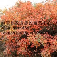 山東泰安黃櫨 紅櫨小苗批發(fā)價(jià)格