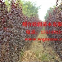 大量供應(yīng)中華太陽李 2公分