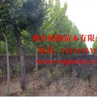 欣潤苗木大量供應(yīng)紫葉矮櫻 2公分