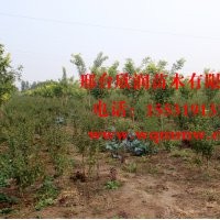 欣潤苗木大量供應(yīng)榆葉梅 高1.5米