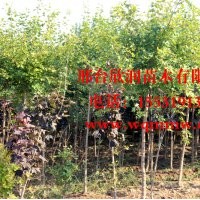 欣潤苗木大量供應(yīng)五角楓