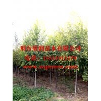 欣潤苗木大量供應(yīng)金葉榆胸徑 4公分