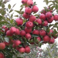 矮化美國八號蘋果苗，矮化秦冠蘋果苗，矮化神富一號蘋果苗，