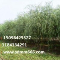 常年大量供應(yīng)1-40公分毛白楊，107速生楊，國槐，刺槐，龍爪槐