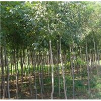 產(chǎn)地供應(yīng)1-20公分白蠟，絨毛白臘，白蠟樹