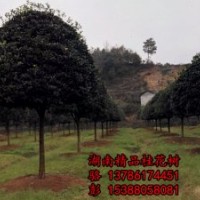 哪些因素決定了湖南苗木，湖南花木，湖南色塊小苗的價格？
