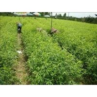 鈣果苗多少錢(qián)