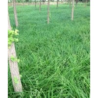 真誠與您合作－北京大興苗圃常年低價銷售嶗峪苔草、丹麥草等苗木