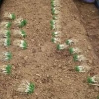 廣西優(yōu)質(zhì)毛桃芽苗10公分左右大量供應(yīng)