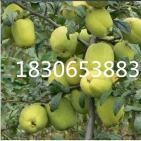 光皮木瓜特賣(mài)、16公分光皮木瓜供應(yīng)