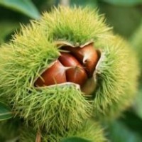 臨沂板栗苗供應，板栗苗價格，板栗苗批發(fā)，苗好價優(yōu)
